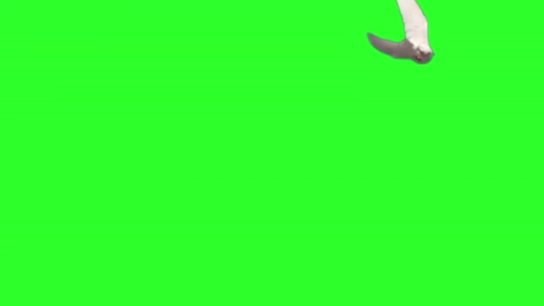 Paloma Volando Sobre Fondo Pantalla Verde Cámara Lenta — Vídeo de stock