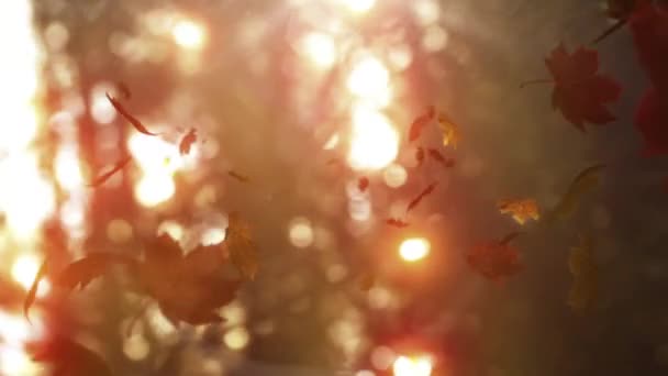 Autumn Leaves Falling Camera Woodland — Stock Video