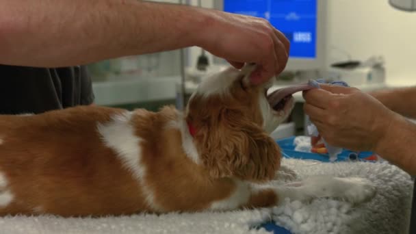 Εεκ Και Νοσοκόμα Που Εργάζονται Στο Σκυλί Μορφή Υψηλής Ποιότητας — Αρχείο Βίντεο
