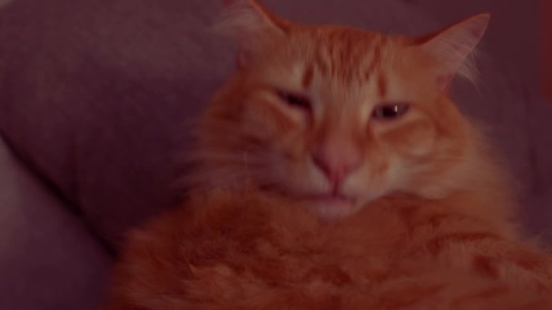 Egy Vörös Macska Otthon Kanapén Fekve — Stock videók