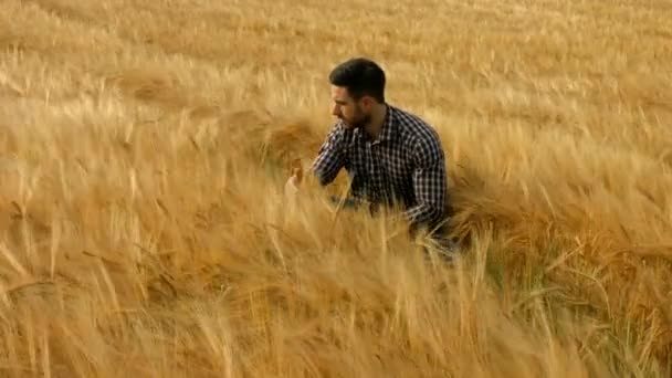 Agricultor Revisando Sus Cultivos Formato Alta Calidad — Vídeos de Stock