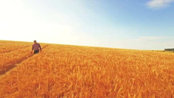 Vue Aérienne Agriculteur Marchant Dans Ses Champs Format Ultra — Video