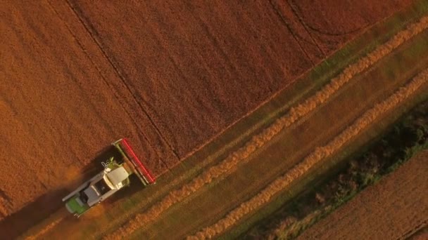 Drone Kuvamateriaalia Kultainen Kentät Yhdistää Harvesteri Korkealaatuisessa Muodossa — kuvapankkivideo