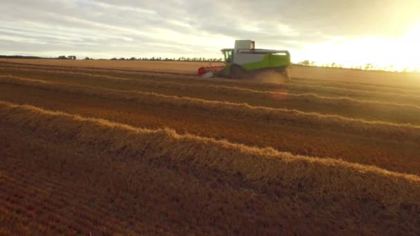 Imágenes Drones Campos Dorados Cosechadora Formato Alta Calidad — Vídeos de Stock