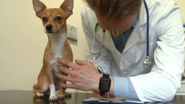 Vet Memeriksa Anjing Kecil Kantornya Dalam Format Kualitas Tinggi — Stok Video