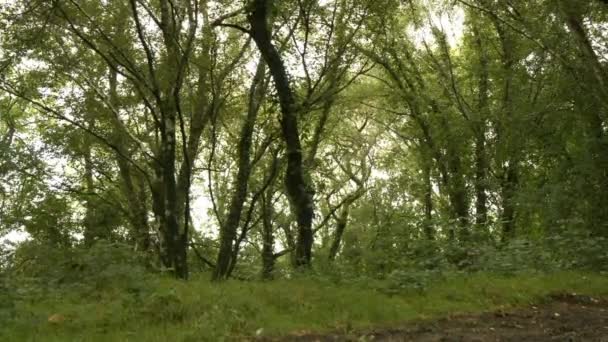 Caméra Regardant Les Grands Arbres Dans Une Forêt Format Haute — Video