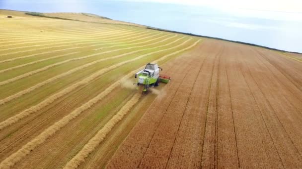 Drone Footage Golden Fields Combine Harvester High Quality Format — Stock Video