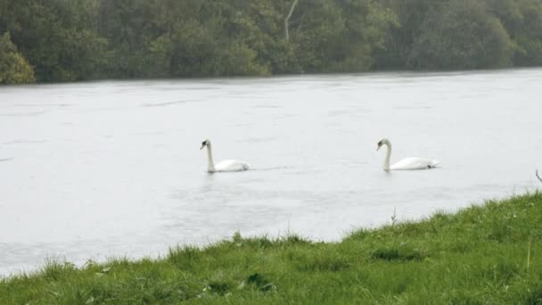 Cigni Sul Fiume Sotto Pioggia Formato Alta Qualità — Video Stock