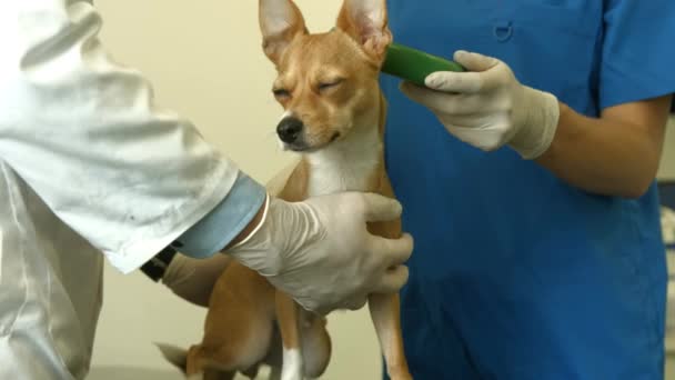 Vet Dan Perawat Memeriksa Anjing Kecil Dalam Format Kualitas Tinggi — Stok Video