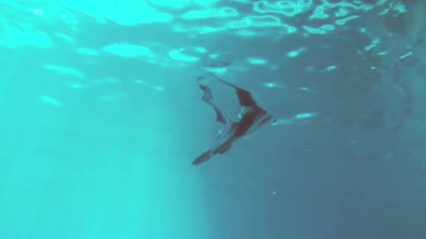 Подводный Вид Спортивного Человека Ныряющего Бассейн Замедленной Съемке — стоковое видео
