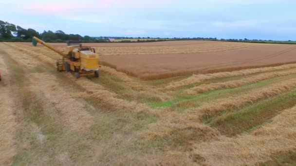 Drone Images Champs Dorés Combiner Moissonneuse Dans Format Haute Qualité — Video