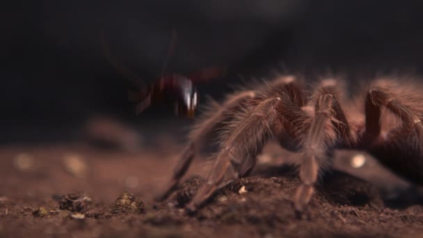 Aranha Comendo Sua Presa Câmera Lenta — Vídeo de Stock