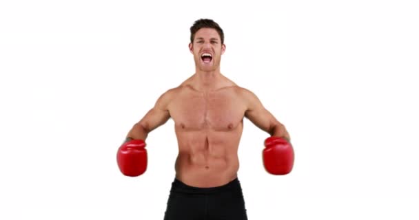 Allvarlig Muskulös Med Handskar Boxer Öva Vit Bakgrund Royaltyfri Stockfilm