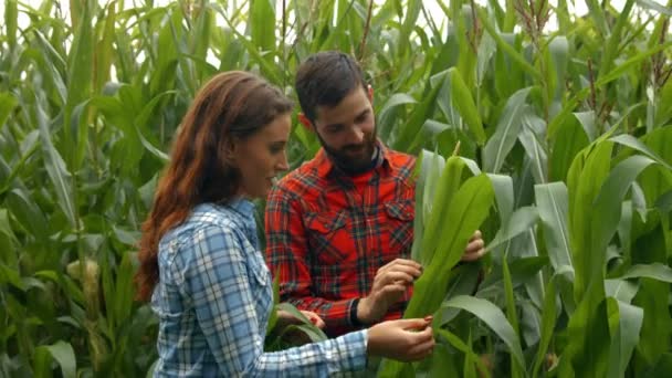 Couple Heureux Regardant Une Plante Maïs Souriant Caméra — Video