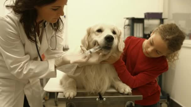 Vet Examining Dog Her Office Young Owner High Quality Format — Stock Video