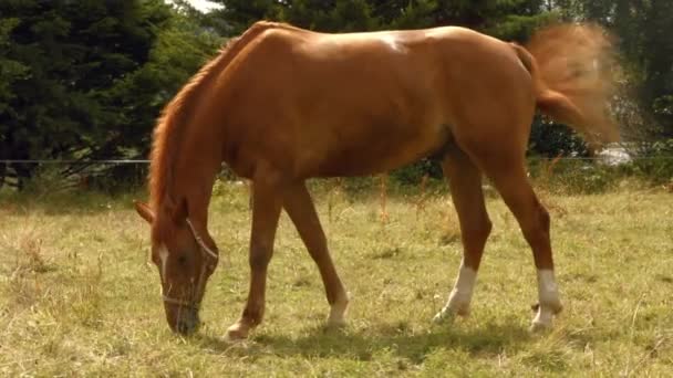 Hästen Äter Gräs Fält Hög Kvalitet Format — Stockvideo