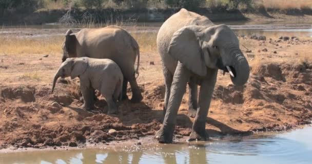 Olifanten Drinken Uit Gieter Gat Hoge Kwaliteit Formaat — Stockvideo