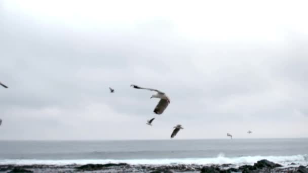 Колонія Птахів Літають Над Морем Повільному Русі — стокове відео
