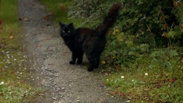 Fekete Macska Kert Néz Kamerába — Stock videók