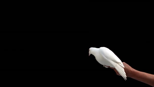 Dove Flying Black Background Slow Motion — Stock Video