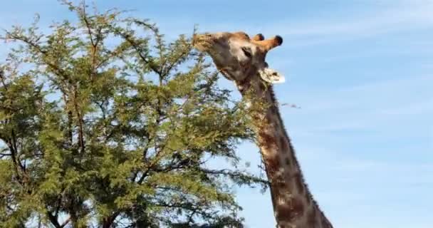 Giraffe Grazen Boomtoppen Hoge Kwaliteit Formaat — Stockvideo