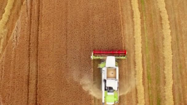 Drone Beelden Van Gouden Velden Combineren Harvester Hoge Kwaliteit Formaat — Stockvideo