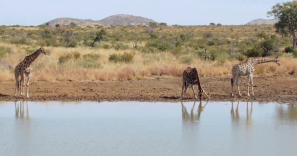 Giraffen Die Formaat Van Hoge Kwaliteit Naar Het Water Lopen — Stockvideo