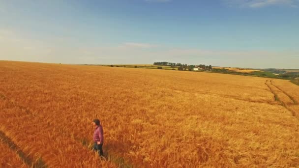 Letecký Pohled Zemědělce Procházel Jeho Polí Ultra Formátu — Stock video