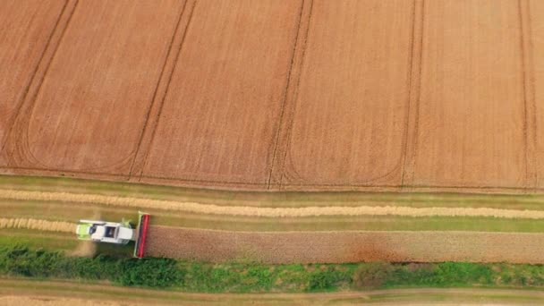 Drone Kuvamateriaalia Kultainen Kentät Yhdistää Harvesteri Korkealaatuisessa Muodossa — kuvapankkivideo