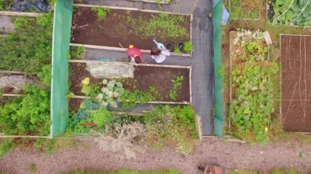 Drone Images Jardinage Couple Format Haute Qualité — Video