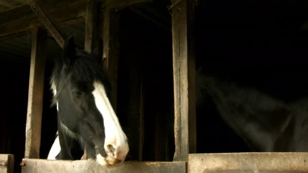 Horses Stable Countryside High Quality Format — Stock Video