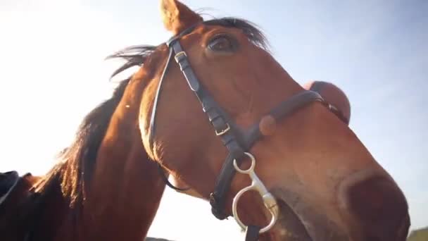Vacker Kvinna Står Bredvid Hästen Utanför — Stockvideo