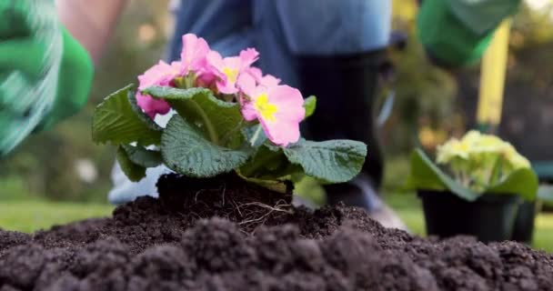 Střední Část Ženy Zahradnictví Zahradě — Stock video