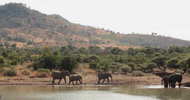 大象喝水洞高质量 — 图库视频影像
