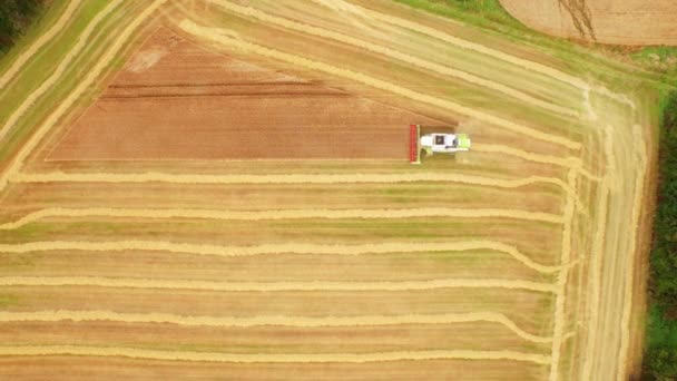 Drone Felvétel Arany Mezők Minőségű Formátumban Kombájn — Stock videók
