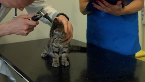 Veterinario Examinando Pequeño Gatito Oficina Formato Alta Calidad — Vídeo de stock