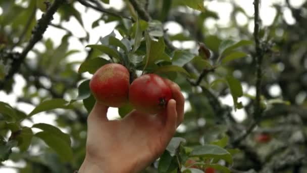 Два Яблука Дереві — стокове відео