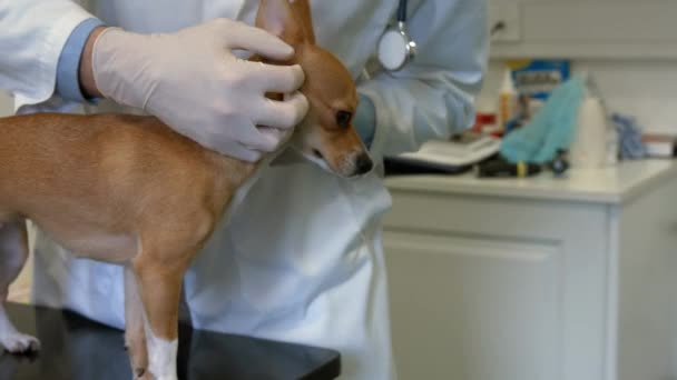 Εξετάζοντας Μικρό Σκυλί Στο Γραφείο Του Μορφή Υψηλής Ποιότητας Εεκ — Αρχείο Βίντεο