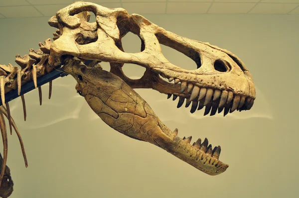 dinozor