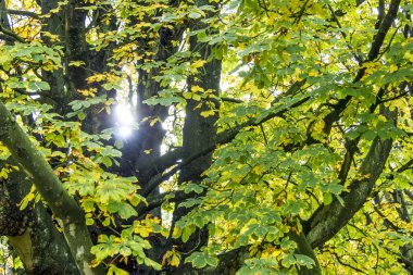 sonbahar yaprakları filtreleme güneş