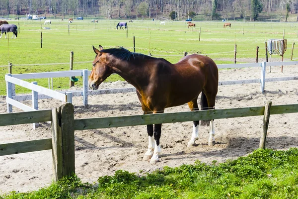 Schönes Lorbeerpferd hinter einem Hofzaun — Stockfoto