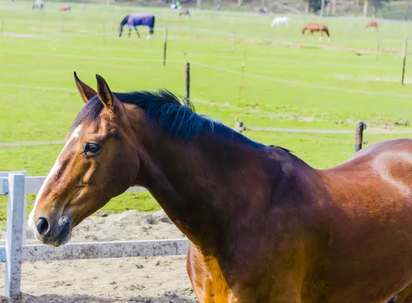 Belo cavalo de baía no campo de fazenda — Fotografia de Stock