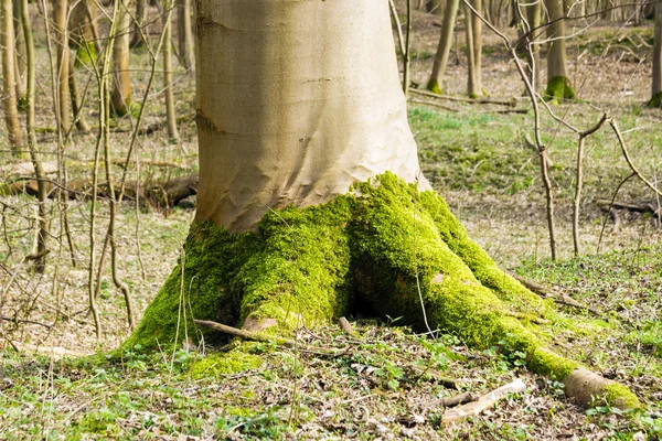 明亮的绿色的青苔山脚下的一棵树在春季森林 — 图库照片