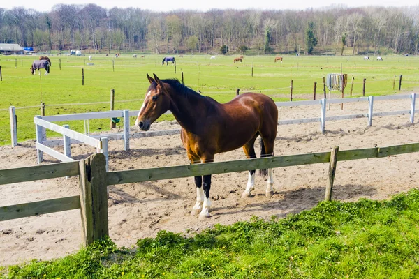 Bella baia cavallo dietro una recinzione fattoria — Foto Stock