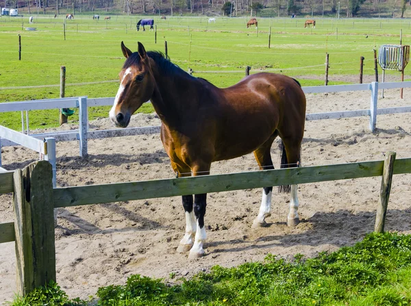 Hermoso caballo de la bahía detrás de una cerca de granja —  Fotos de Stock