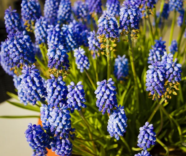 Uva muscari flores jacinto — Fotografia de Stock