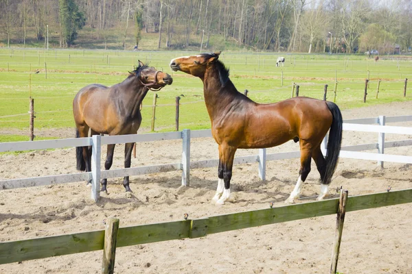 Un caballo tratando de morder a otro caballo —  Fotos de Stock