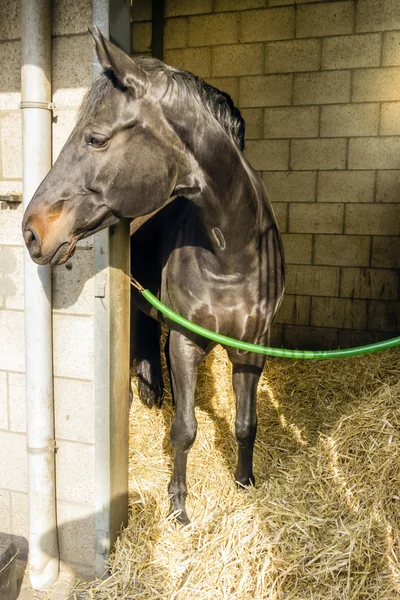 Paarden in hun stallen — Stockfoto