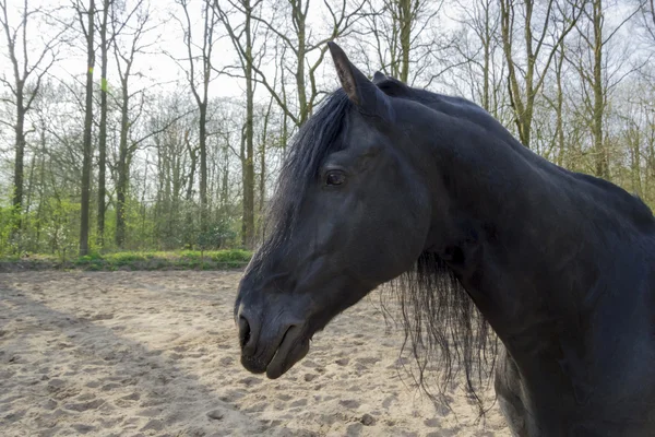 Grappige zwarte paard — Stockfoto