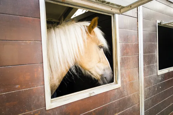 Cavalo de pônei em suas barracas — Fotografia de Stock